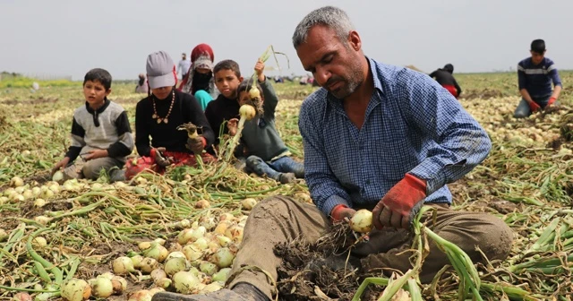 Turfanda soğan fiyatları düşürecek