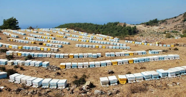 Ulaştırma Bakanlığı’ndan arılara geçiş üstünlüğü getirildi