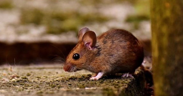 Almanya’da fare virüsü paniği