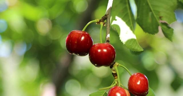 Antalya&#039;da erkenci kirazın hasadı başladı