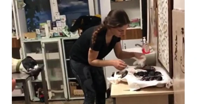 Araç çarpmasıyla telef olan köpekten sezaryenle yavruları alındı