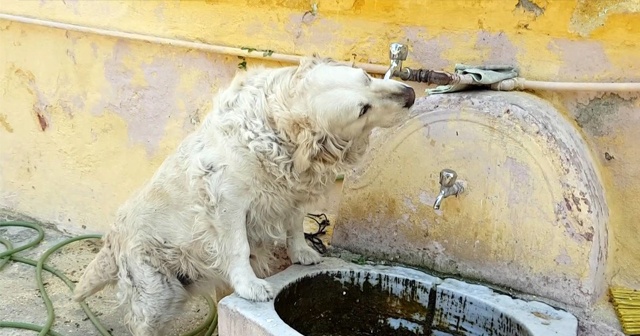 Bu köpek suyunu tas yerine çeşmeden içiyor