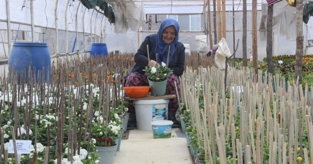 Bu köyün annelerinin yetiştirdiği çiçek tohumları para basıyor, dünyaya ihraç oluyor