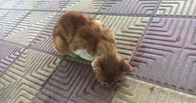 Bu vahşet polisi harekete geçirdi! Dövüp gözünü oydular