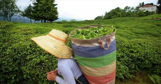 ÇAYKUR yaş çay alımlarına yarın başlayacak