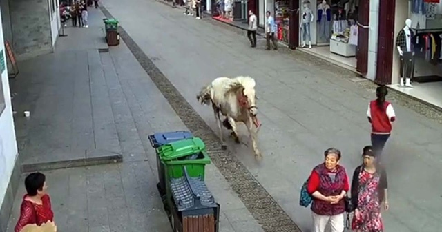 Çin’de hızla koşan at yayaları ezdi