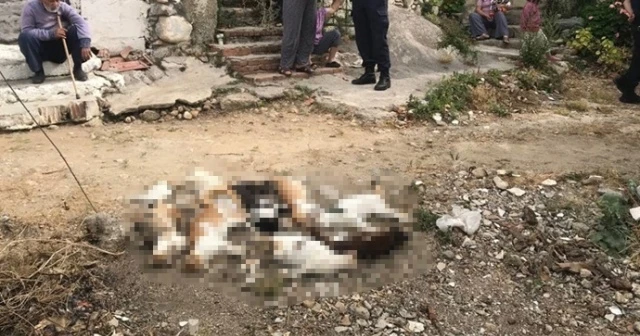 Datça’da 10 kedi zehirlenerek öldürüldü