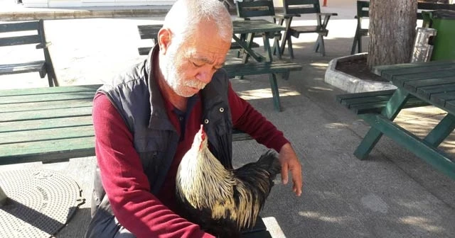 Datça’nın en zengin horozu; Necati