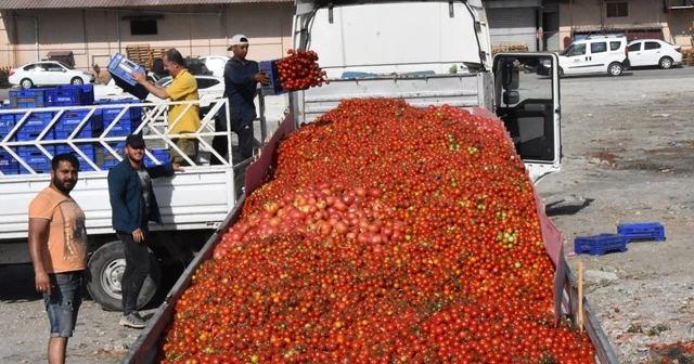 Domatesin fiyatı dibi gördü, üretici önlem istedi