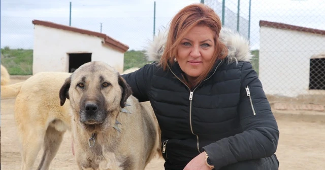 Dünyayı gezdi aradığı arı ırkı Sivas’ta buldu
