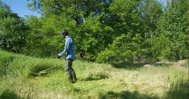 Dut bahçelerinde hasat hazırlığı