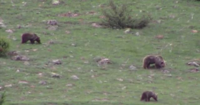 Erzurum&#039;da boz ayılar yiyecek ararken görüntülendi