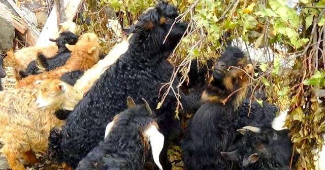Hakkarili besiciler oğlakları meşe dallarıyla besliyor