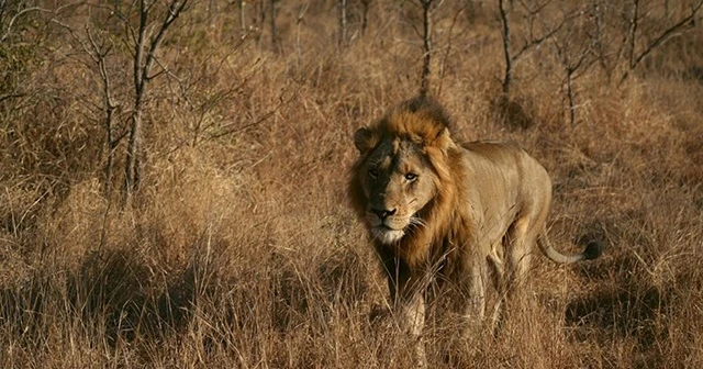 Kamerun'da kenti kaçak aslan korkusu sardı
