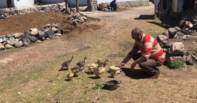 Kaz yavrularına gözü gibi bakıyor