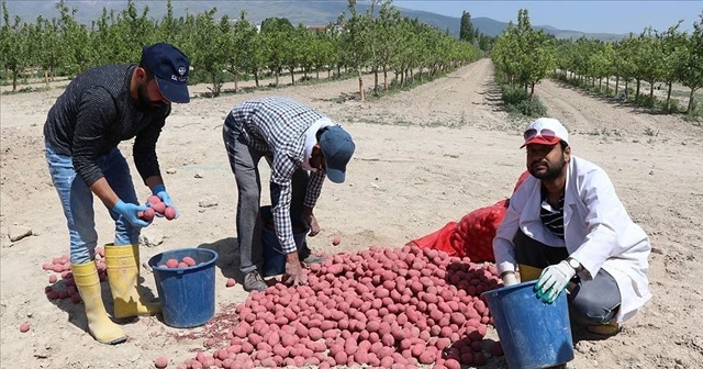 Kuraklığa dayanıklı yerli patates çeşidi geliştirildi
