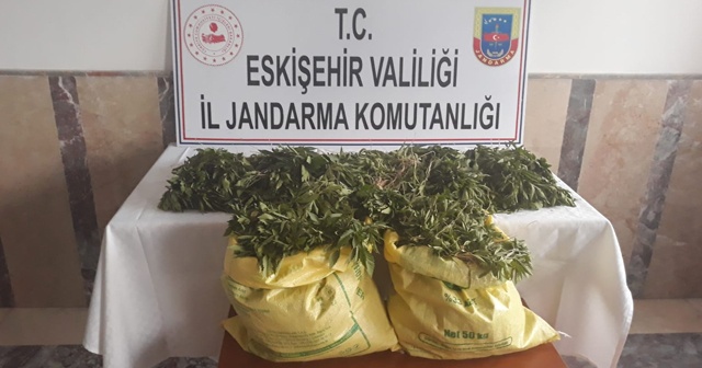 Mısır tarlasında 8 bin 405 kök kenevir çıktı