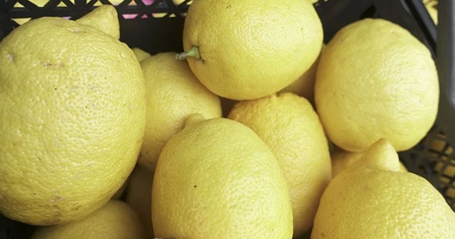 Narenciye ihracatını limon sırtladı