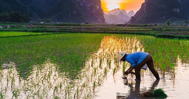 Nükleer felaketin yaşandığı kasabaya pirinç ekildi