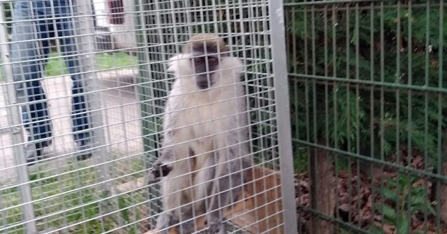 Paniğe sebep olan maymun yakalandı