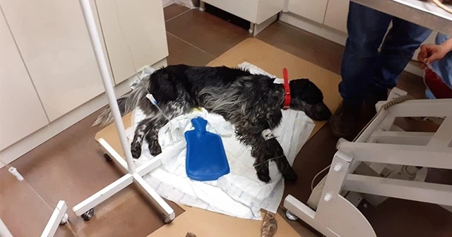 Sarıyer'de salyangoz zehri dehşeti! 1 köpek telef oldu, 2'sinin durumu ağır