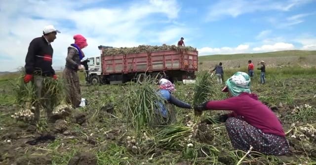 Sıcakta çalışan tarım işçilerinin ekmek mücadelesi