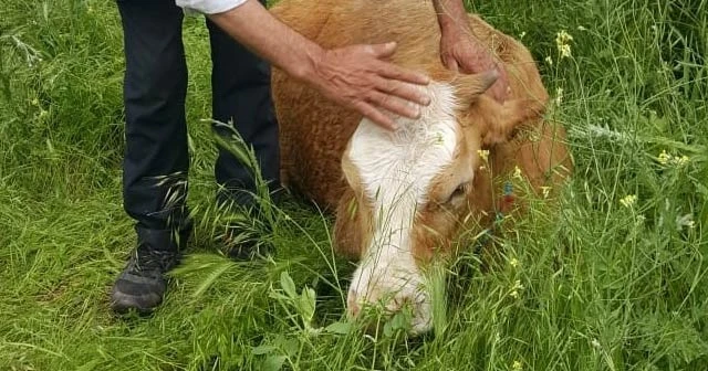 Sulama havuzuna düşen inek kurtarıldı