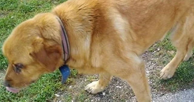 Tokat&#039;ta vahşet: Köpeğin gözleri oyuldu