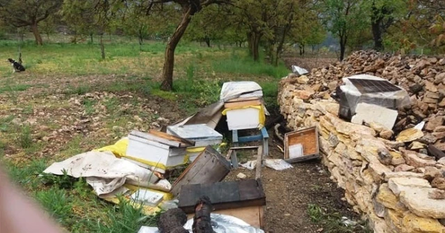 Uludağ'da ayılar bu köye dadandı...Her gün köye gelip kovanları parçalıyor