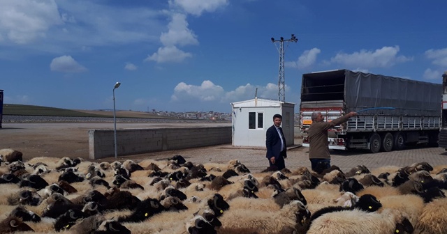 Van’dan Katar’a 30 yıl sonra küçükbaş hayvan ihracatı