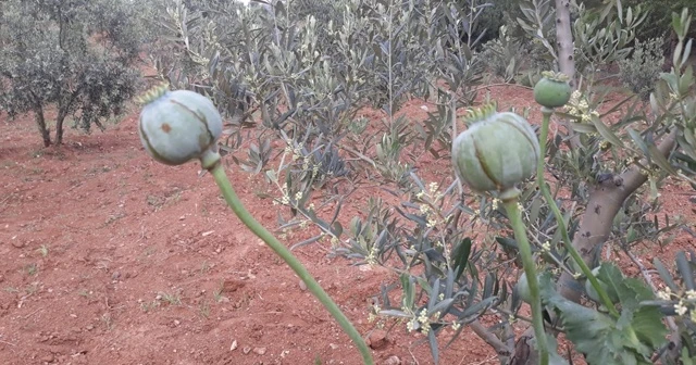 Yasa dışı ekilen haşhaşlar imha edildi