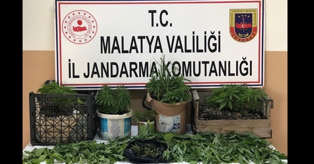 Yasadışı kenevir ve esrar yetiştiren şahıs gözaltına alındı