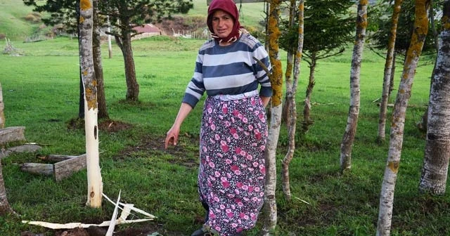Yıldırım ağacı ikiye böldü, toprağa kanal açtı