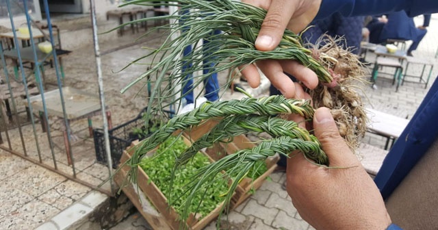 Zuzubak otu, kilosu 600 liradan alıcı buluyor