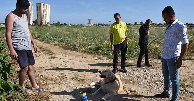 2 yaralı hastaneye kaldırıldı, 'Paşa'ya onlar sahip çıktı