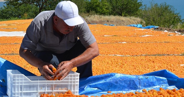 81 ile kayısı uyarısı: Cezası var, dava açılacak