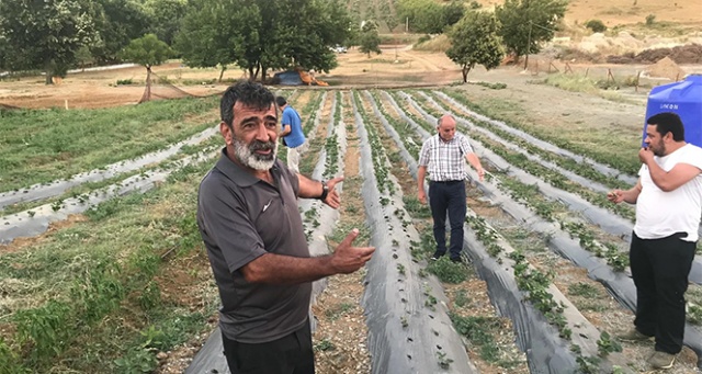 Armutlu’da organik çiftlik sezonu başladı