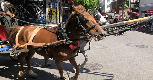 Atların çilesi! Adalar’da 30 derece sıcakta fayton koşturuyorlar