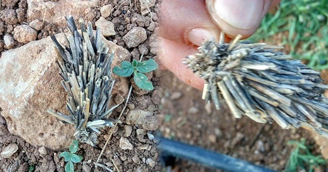 Bitki kökü sandılar 'mantolu böcek' çıktı