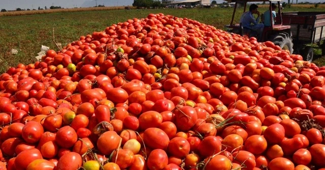 Domatesin fiyatı tarlada 50 kuruşa düştü