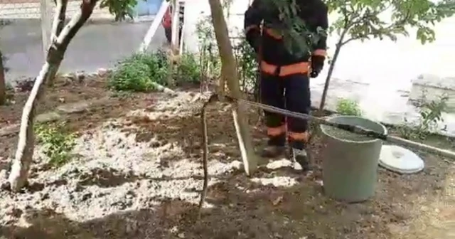 Evin bahçesine giren yılan yakalanarak doğaya bırakıldı