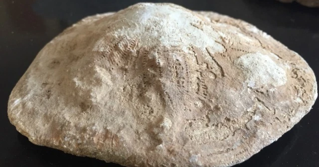 Kahramanmaraş'ta 35 milyon yıllık fosil bulundu