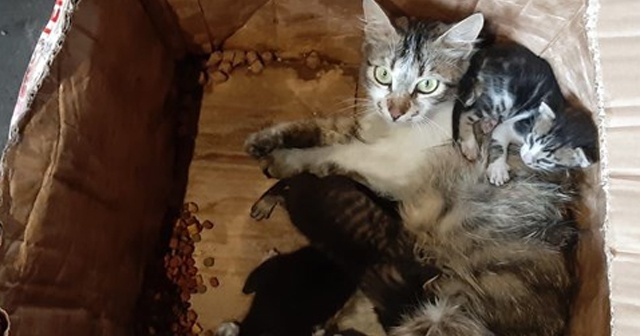 Kedi ve yavruları, ağzı telle bağlı kolide ölüme terk edildi