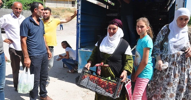 Kilosu 1 liradan satılan domatesten kasa kasa aldılar