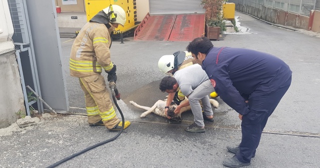 Kimyasal maddeden zehirlenen köpeği kurtarmak için seferber oldular