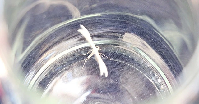 Lepidoptera kelebeği Kahramanmaraş’ta görüldü