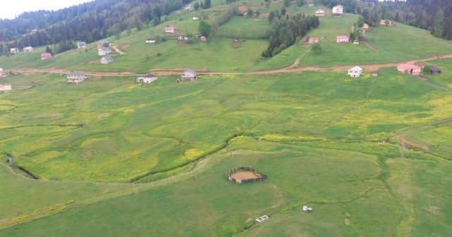 Mor Yayla bu sefer sarıya büründü