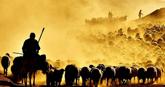 Nemrut Dağı'nda sürülerin tozlu yolculuğu