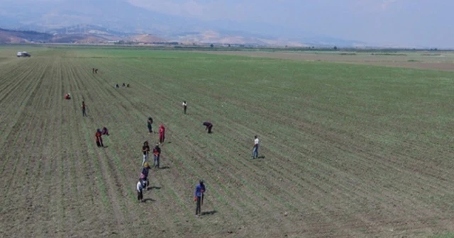 Sular çekildi ova pamukla buluştu