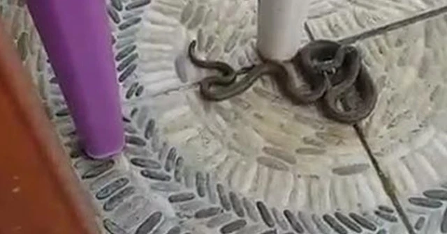 Sultangazi'de yılanlar evlere kadar girdi